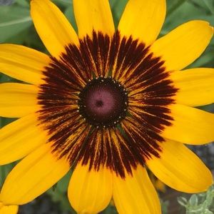 Meet your Posher, Maureen